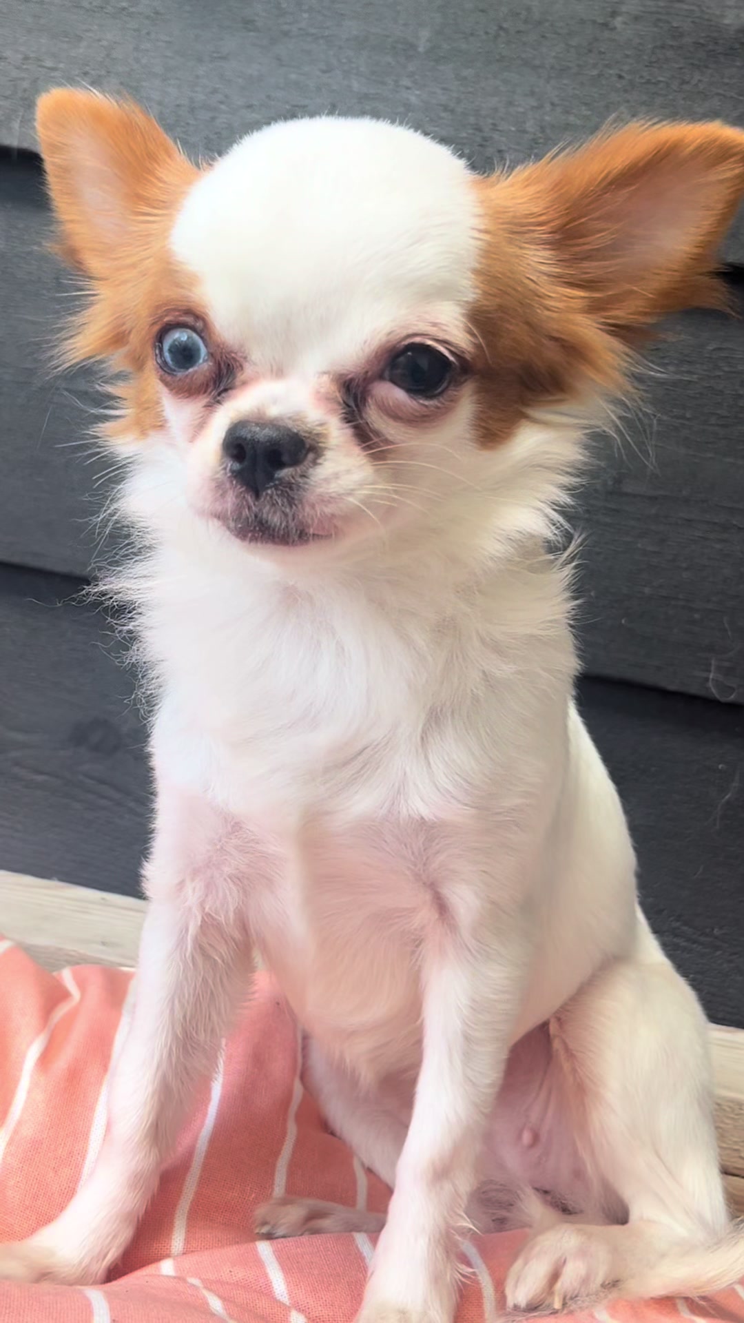 @Danielle |(chihuahua)mama 🐕🩵