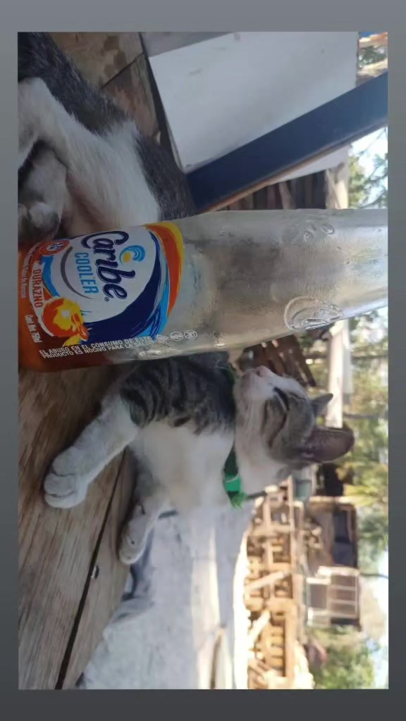 @samy 🐈