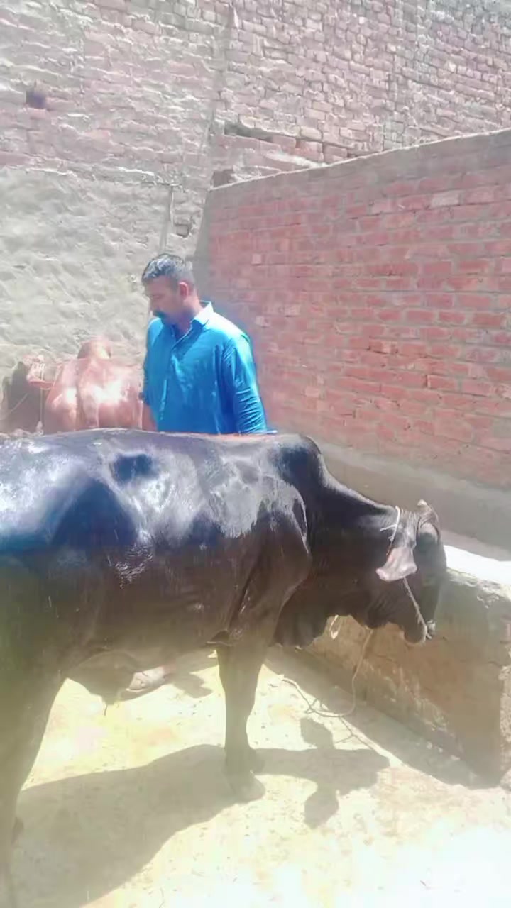 @Ch M Shahzad gujjar