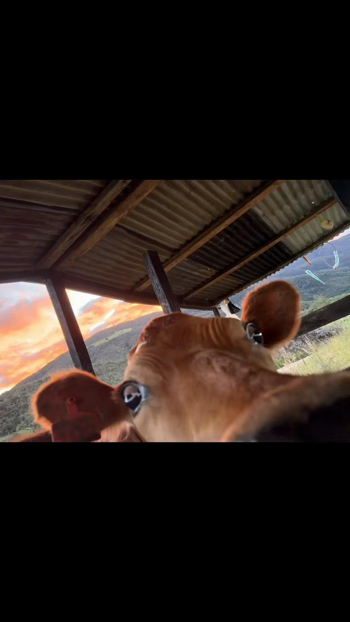 @SHARLY  🤠🐮
