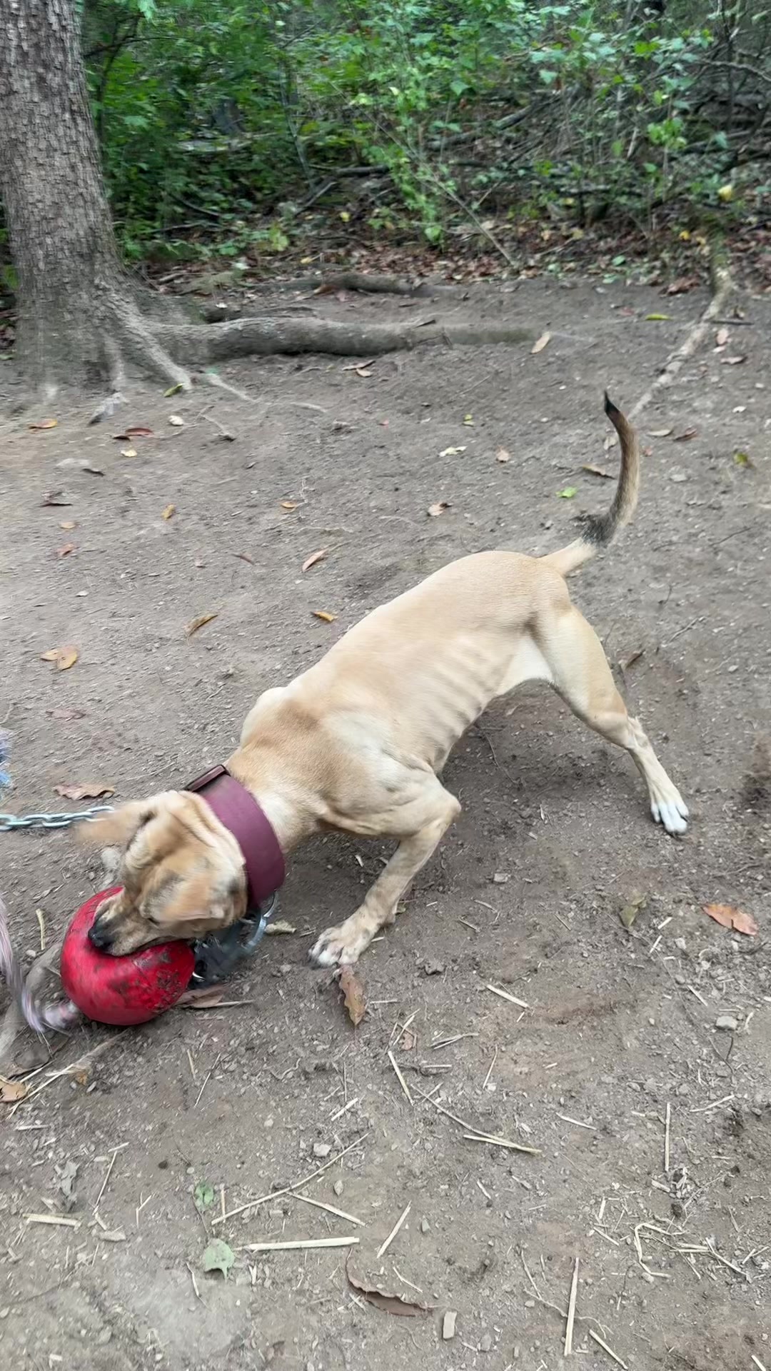 @ConcreteJungle_apbt