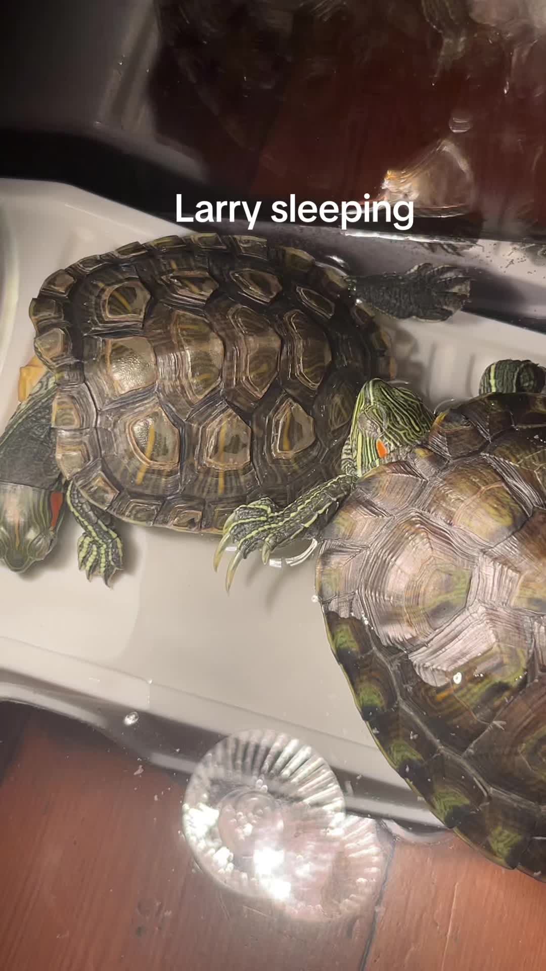 @Larry and Mary turtles