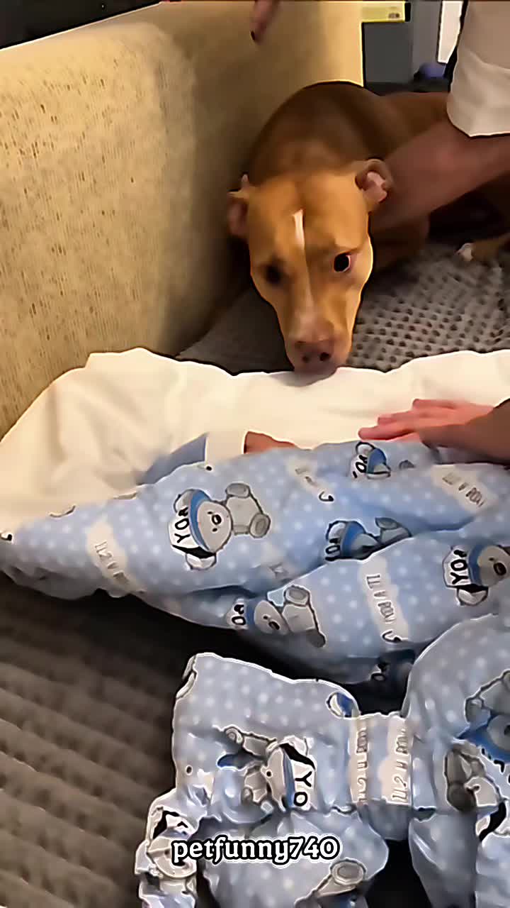 @dogmomentsdaily