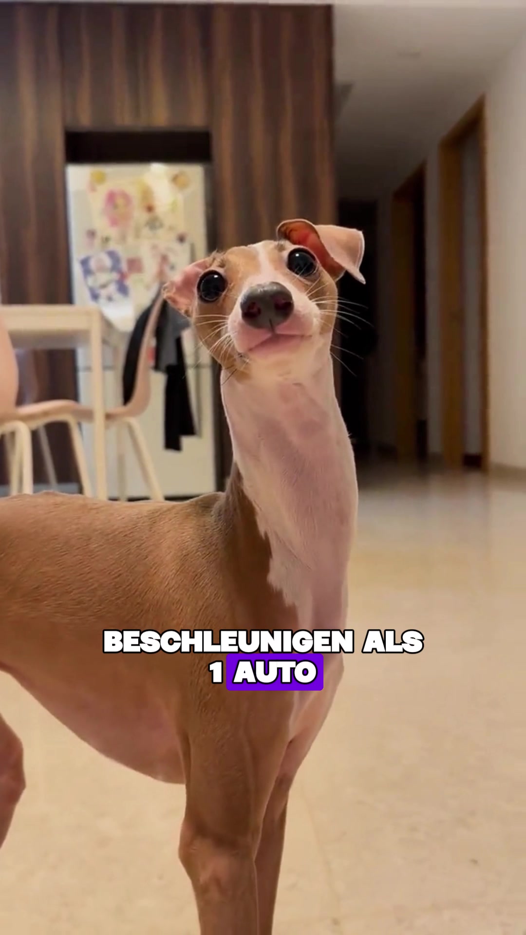 @Tierheim