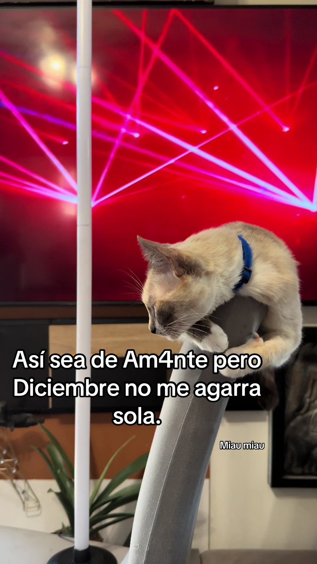 @Rodrigo and Watermelon the cat