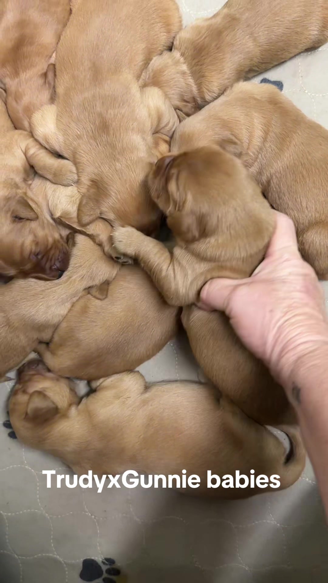 @RhondasRetrievers