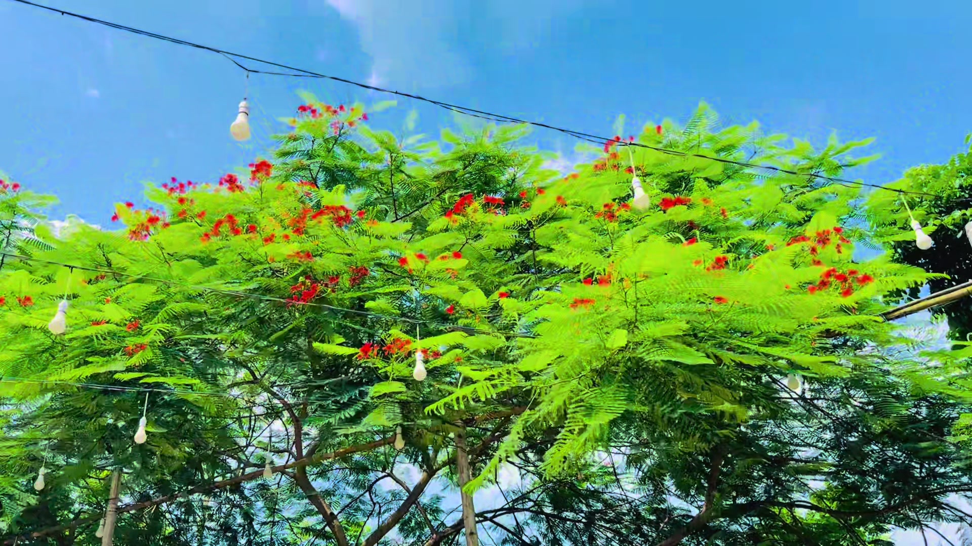 @🌼[ " CaFe শীতল হাওয়া " ]🌼