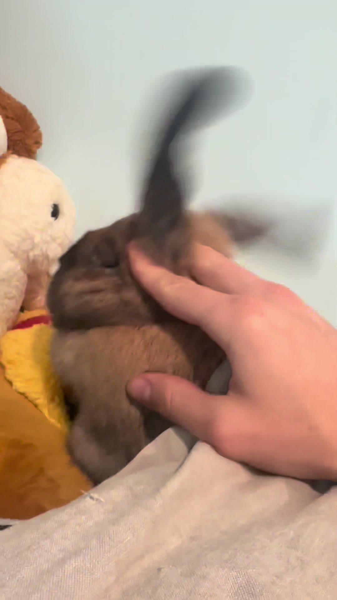 @honeythebunny24