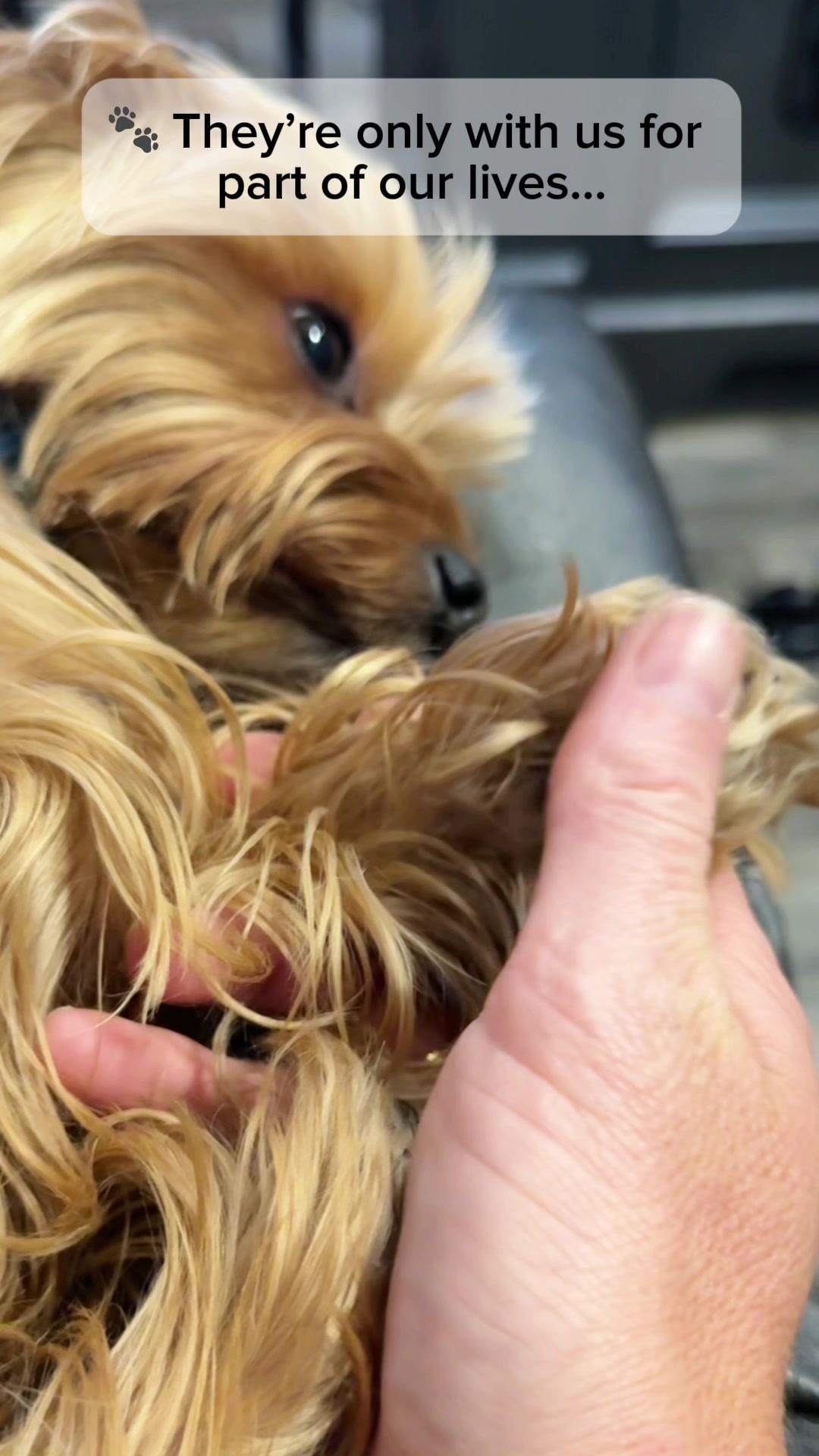 @newyorkiebymilo