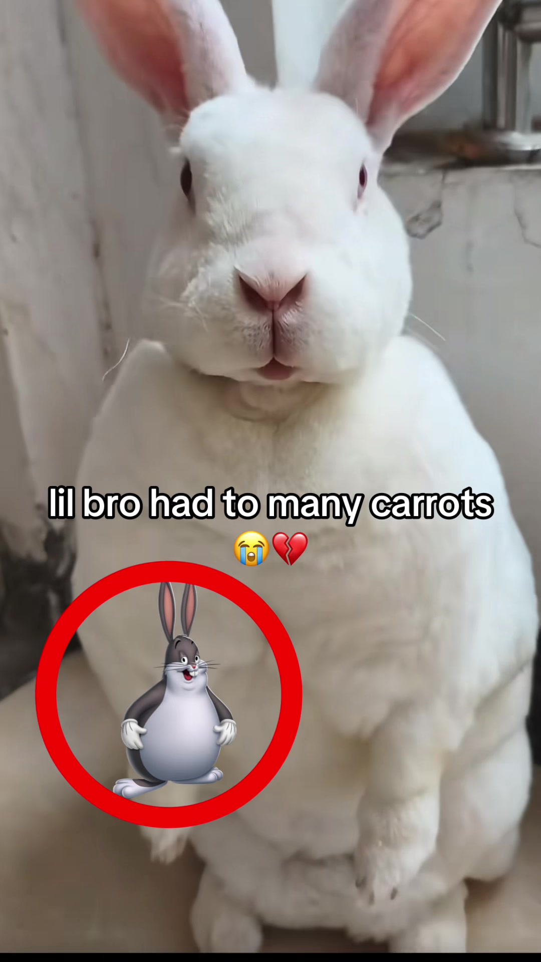 @bababooy1.2