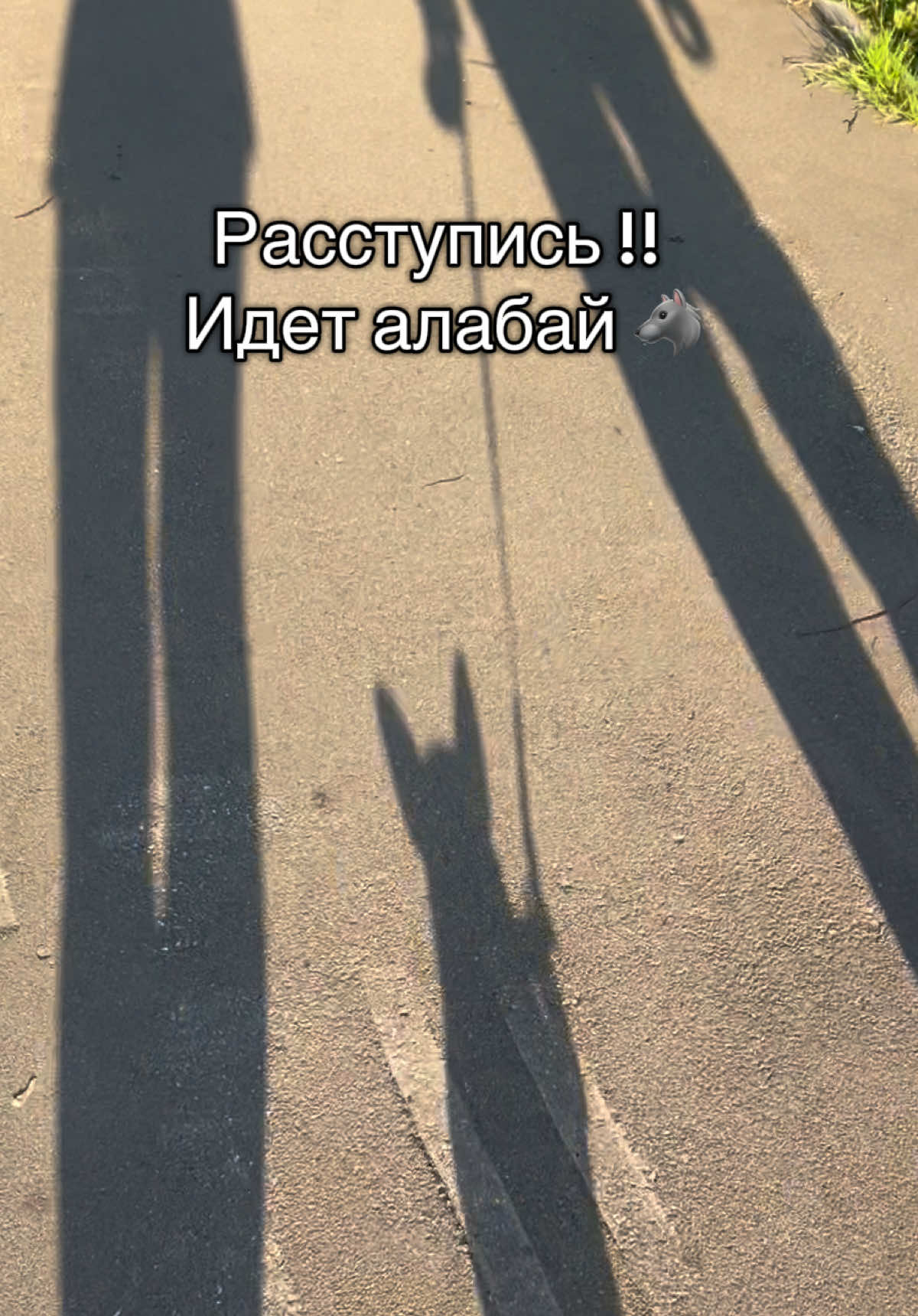 @svetic.story