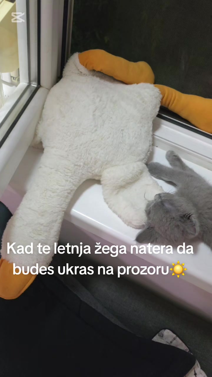 @Britanske Kratkodlake mačke