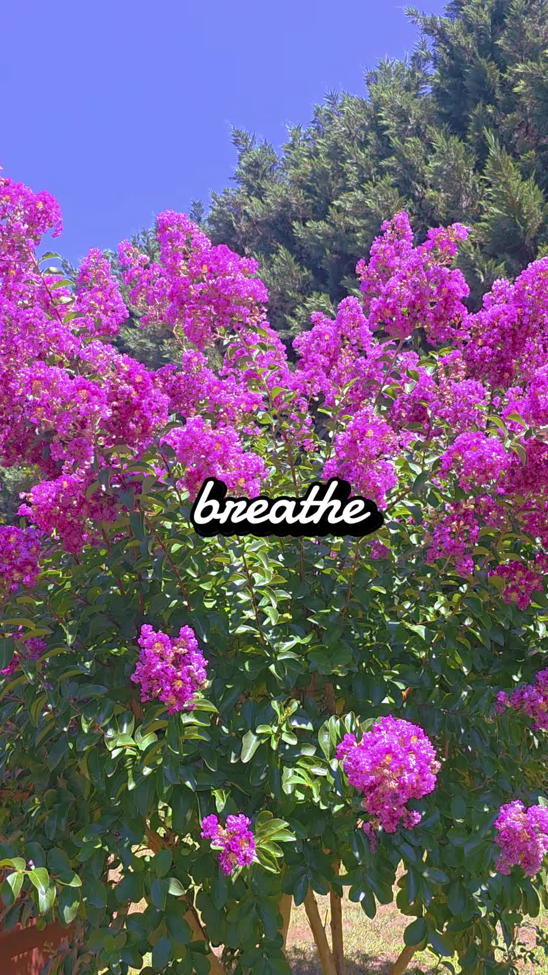 @will0wtreez