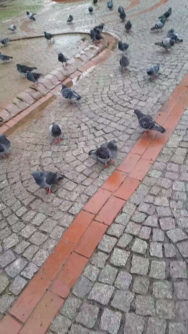 @TIK TOK Unversal