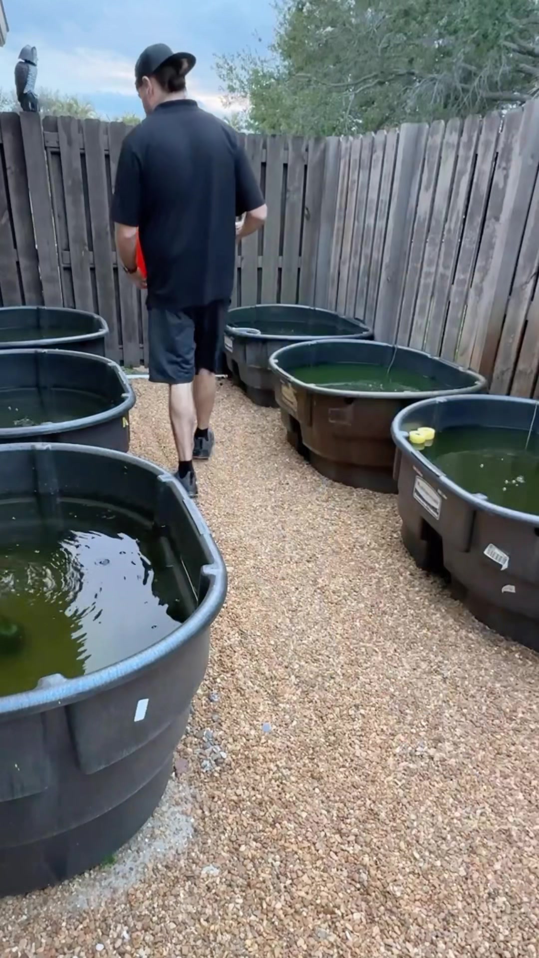 @Daku Aquatics