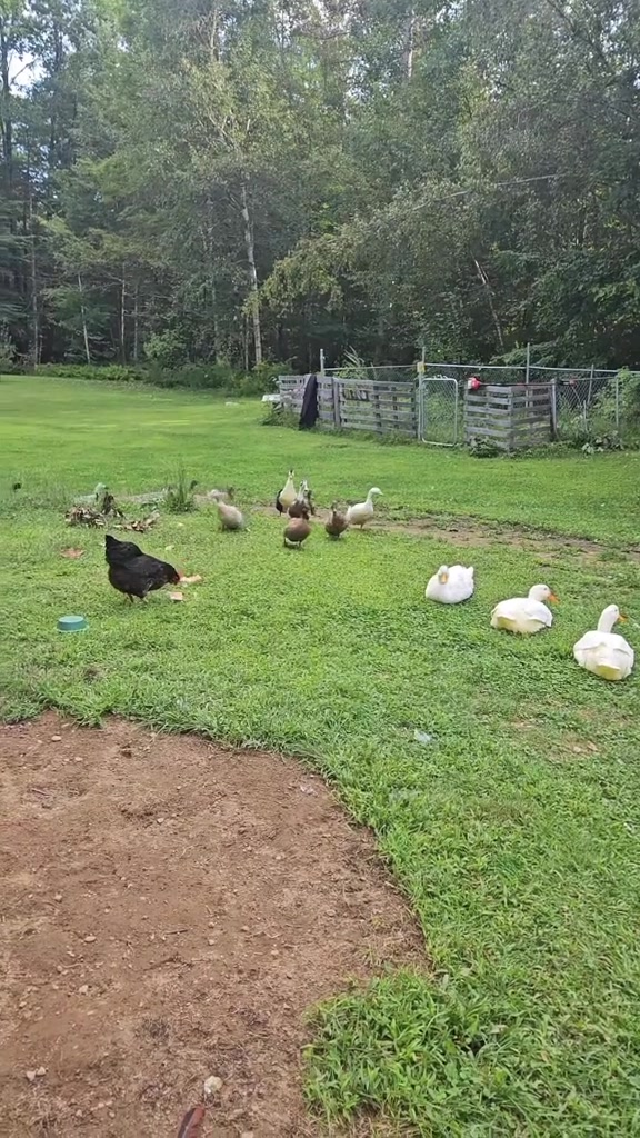 @Cluck and Waddle Farm Rescue