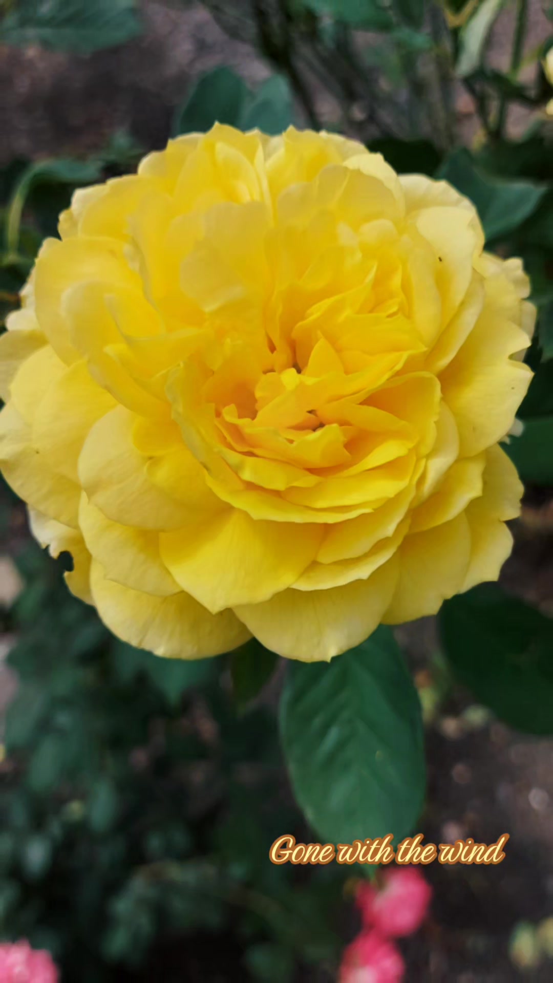 @QTZONE333