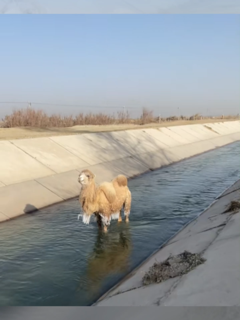 @Gislason Camel