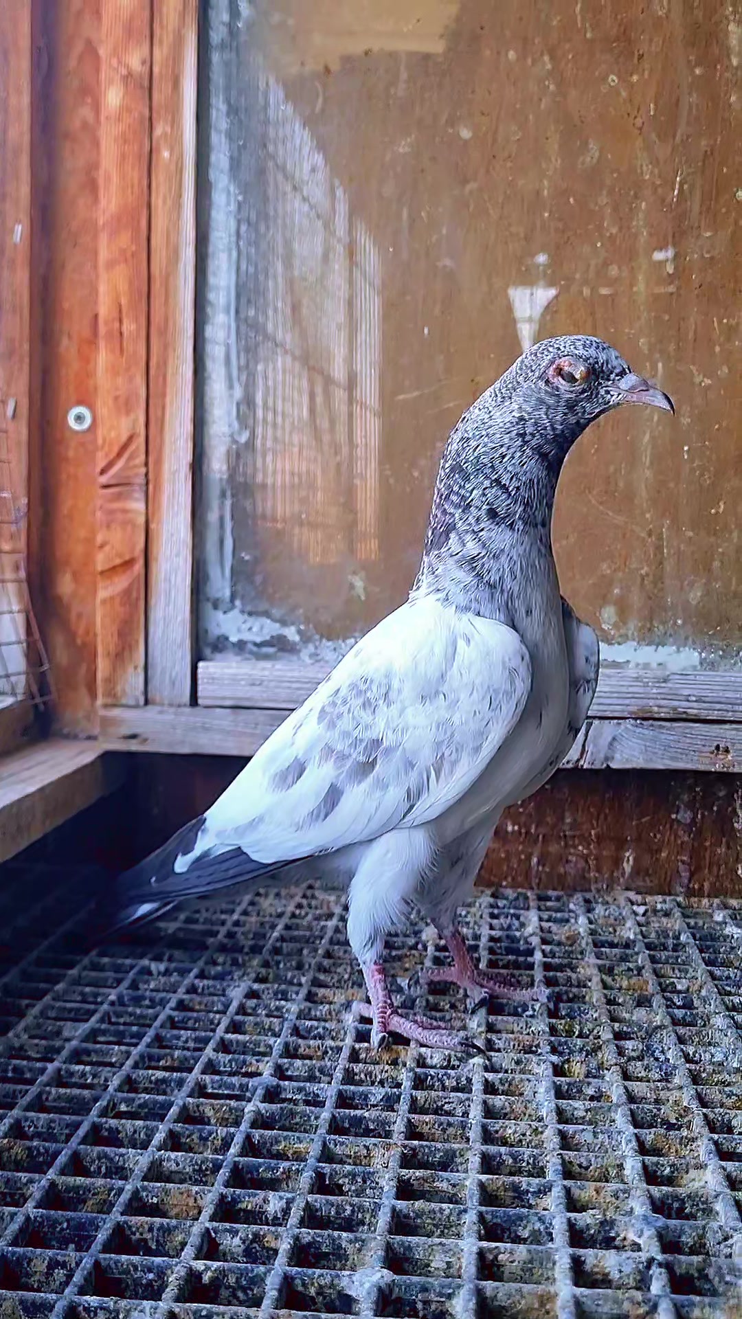 @Pigeons Tv