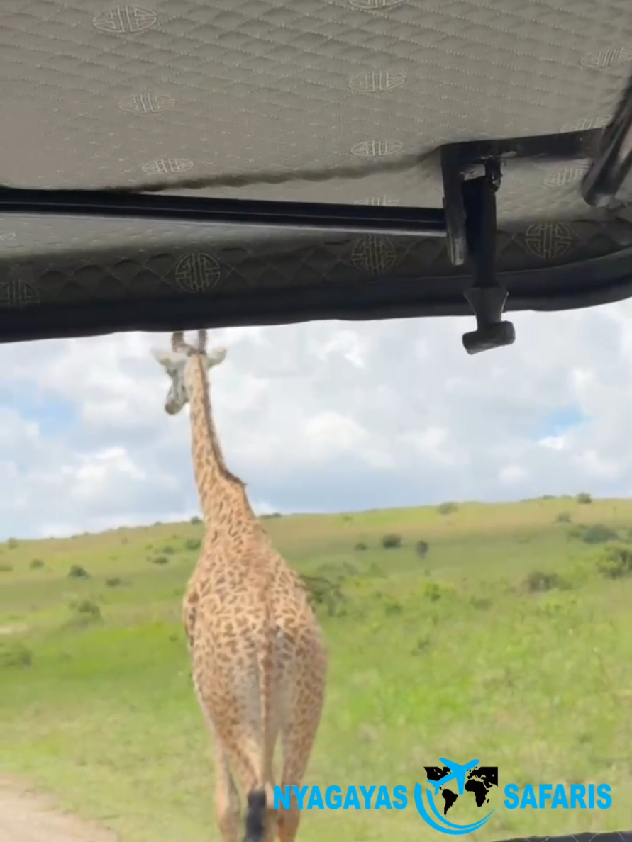 @Nyagayas Safaris 🤝