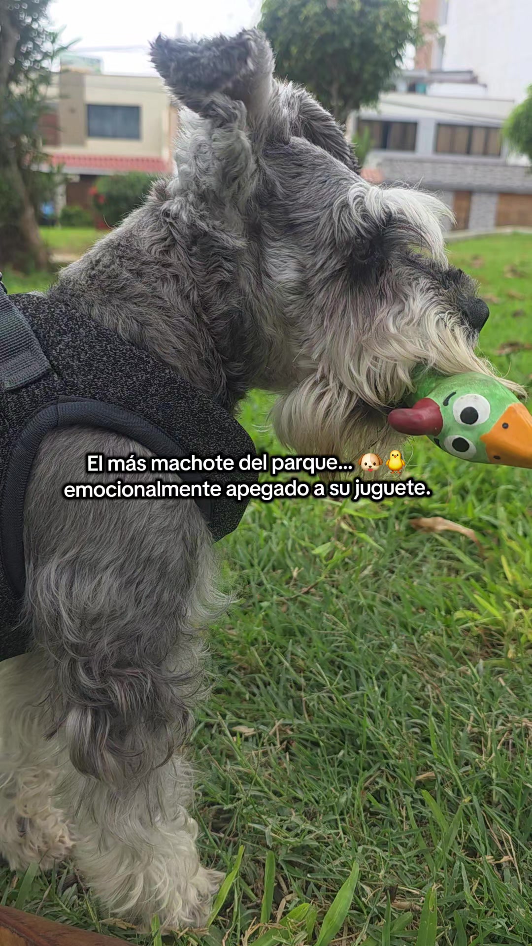 @Forest🐶.schnauzer