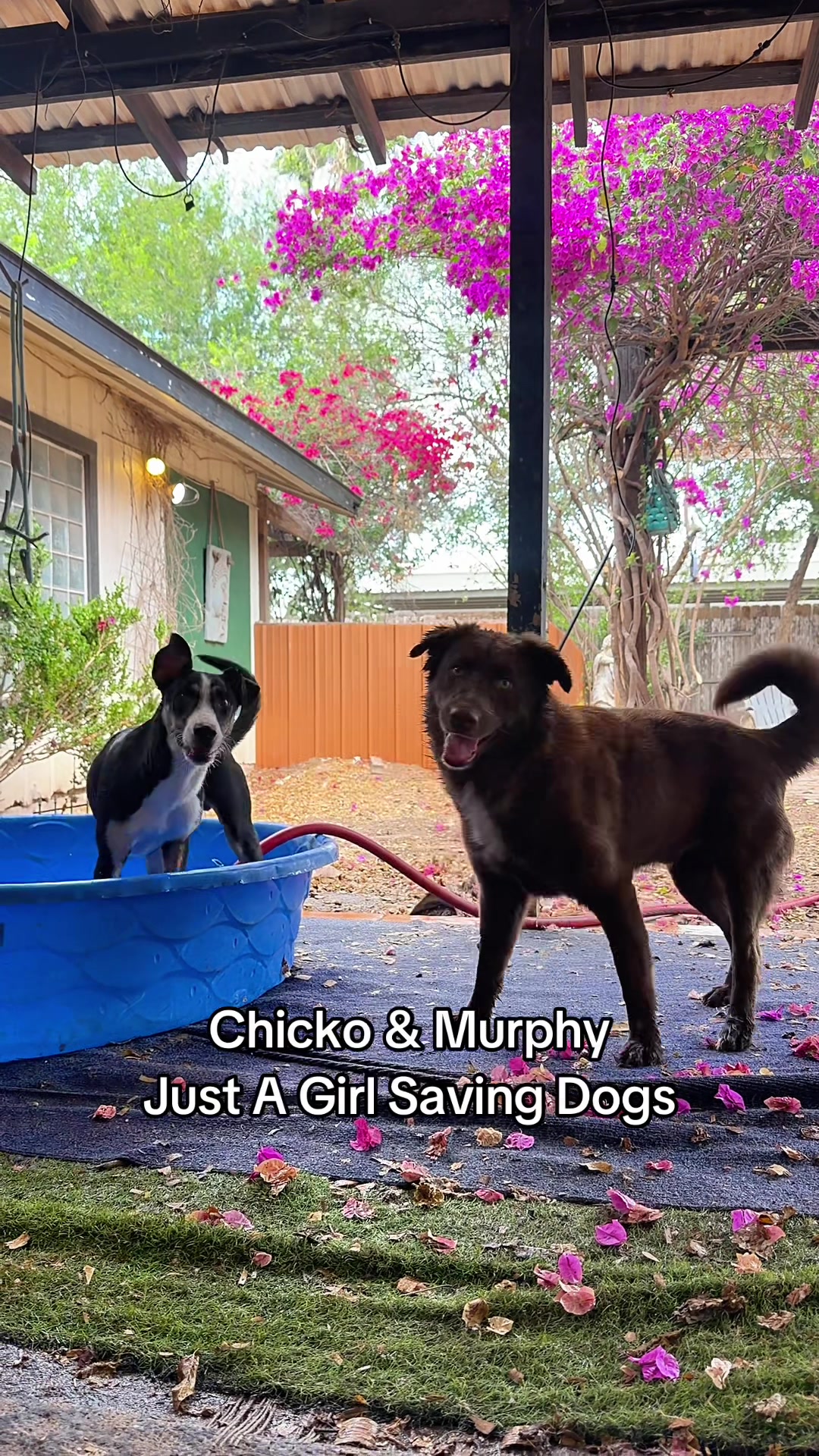 @Just A Girl Saving Dogs