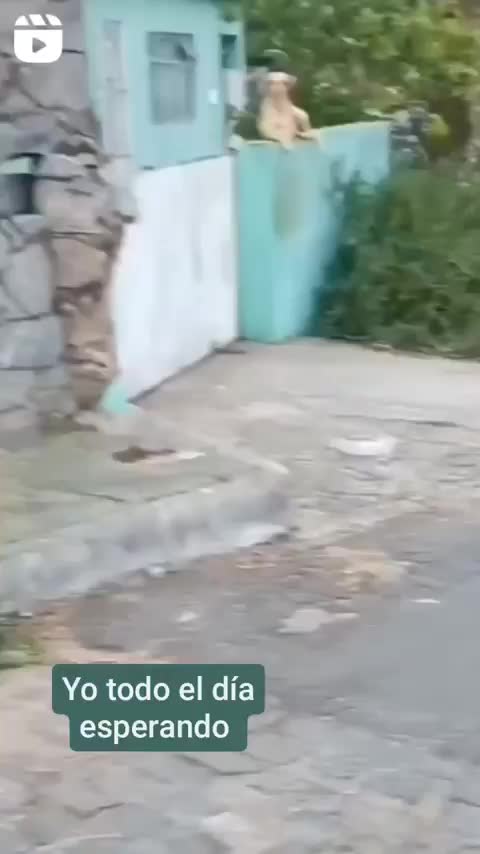 @el panda solitario