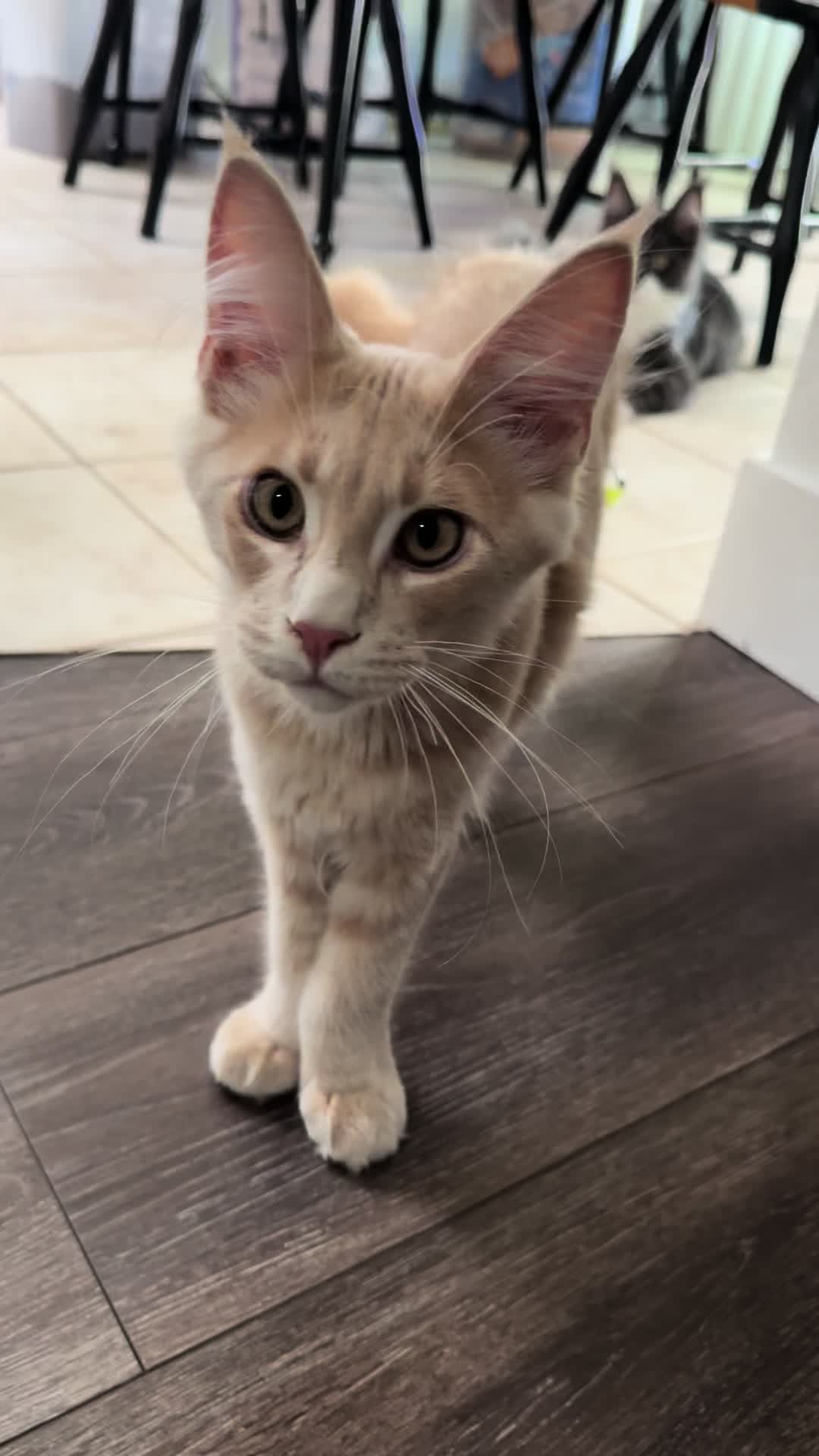 @StarKingdomMaineCoons