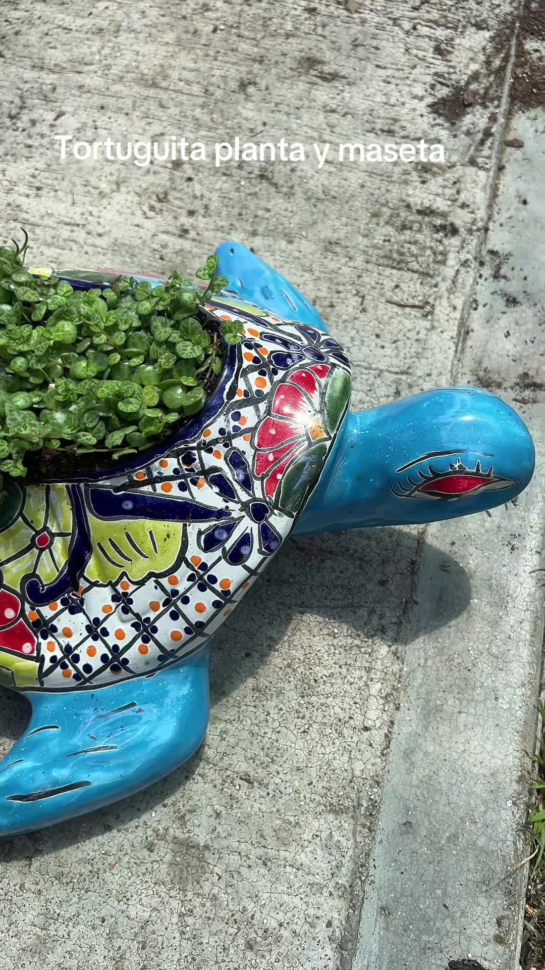 @Maria succulents 🕊️🐚