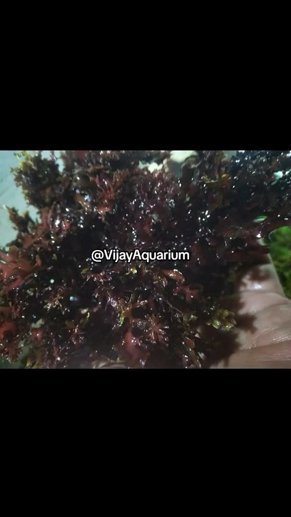 @Vijay Marine