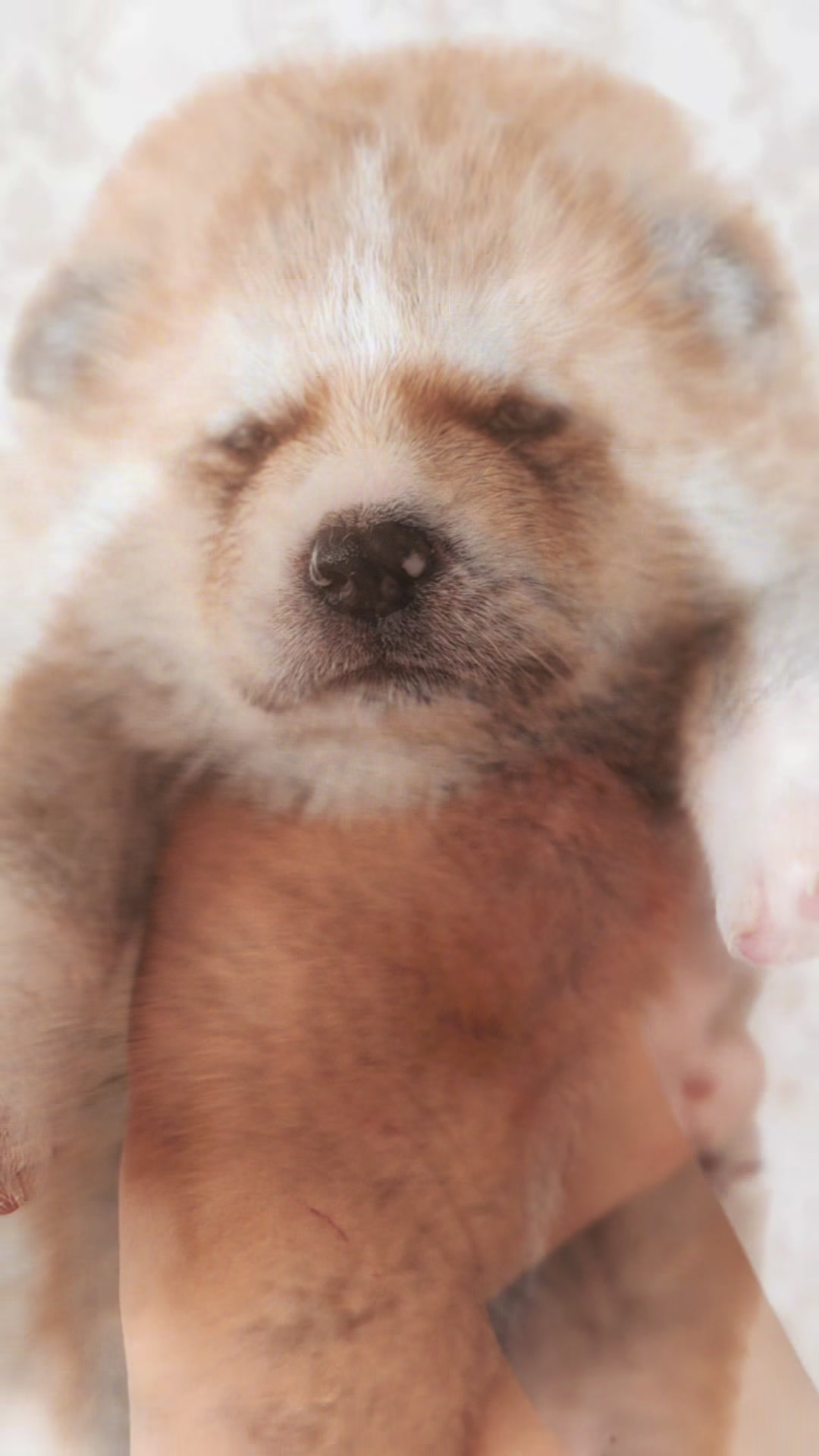 @oh_myakita