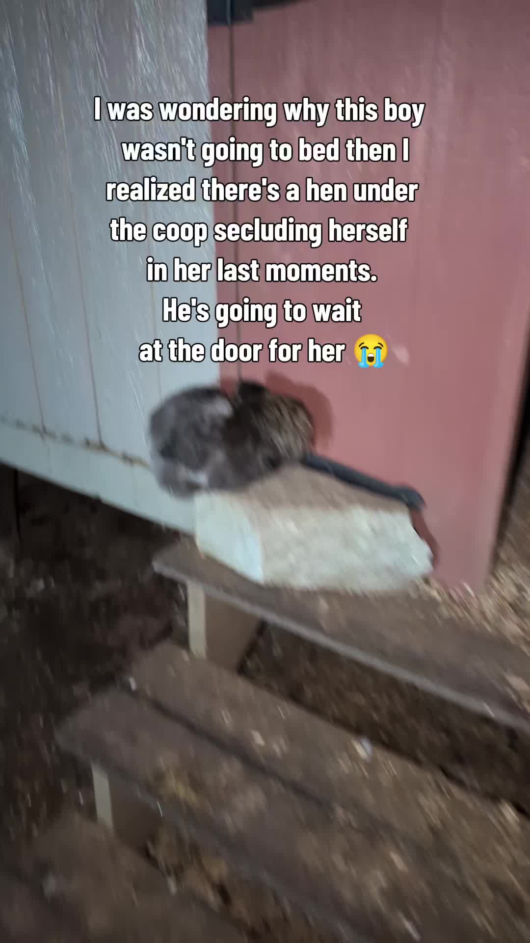 @Chickens & Bullies