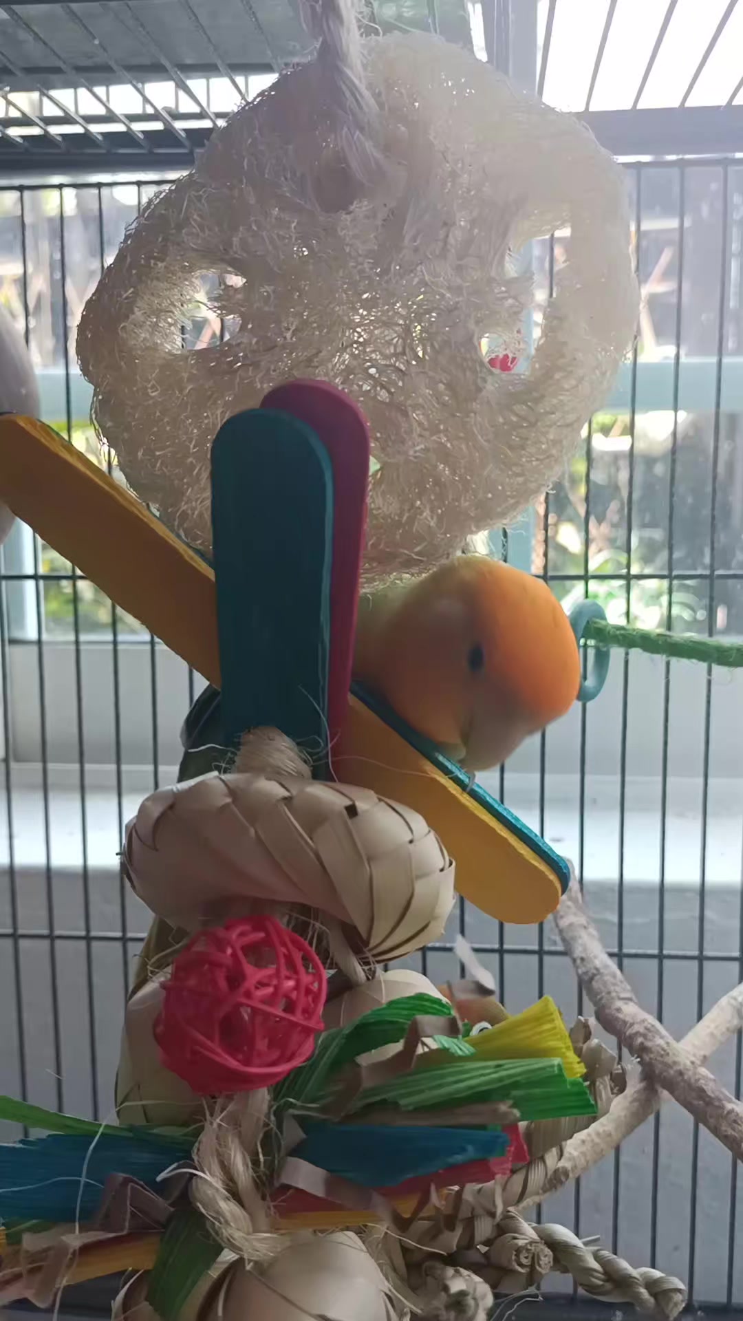 @Aviario FIFUS Guadalajara