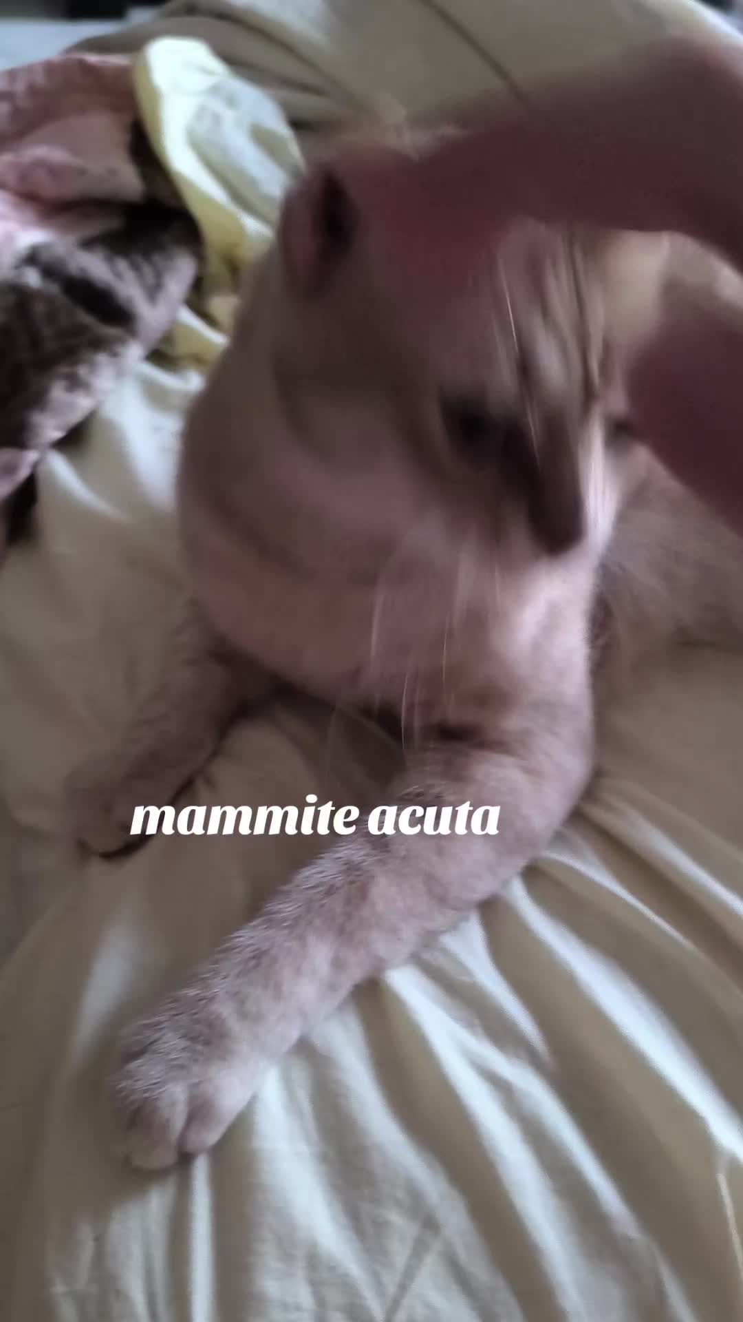 @Pina