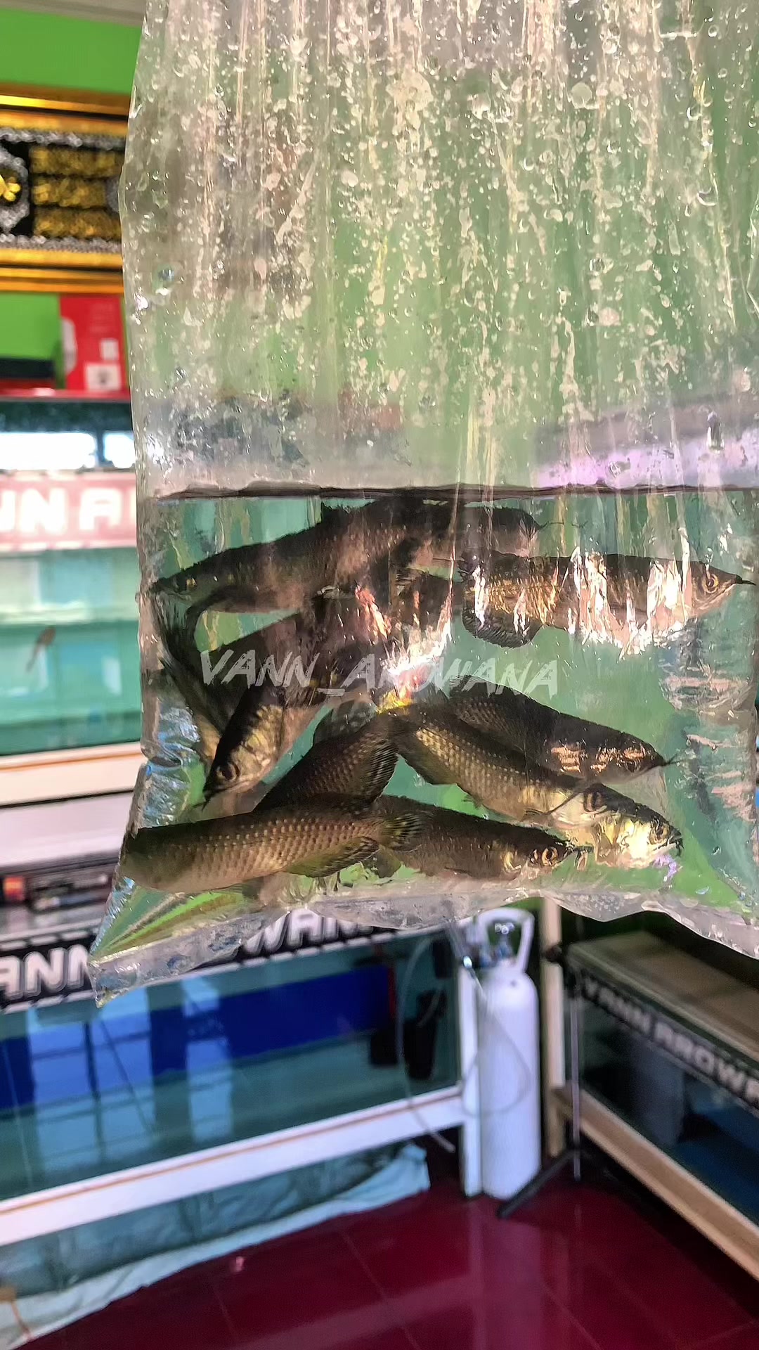 @Vann Arowana