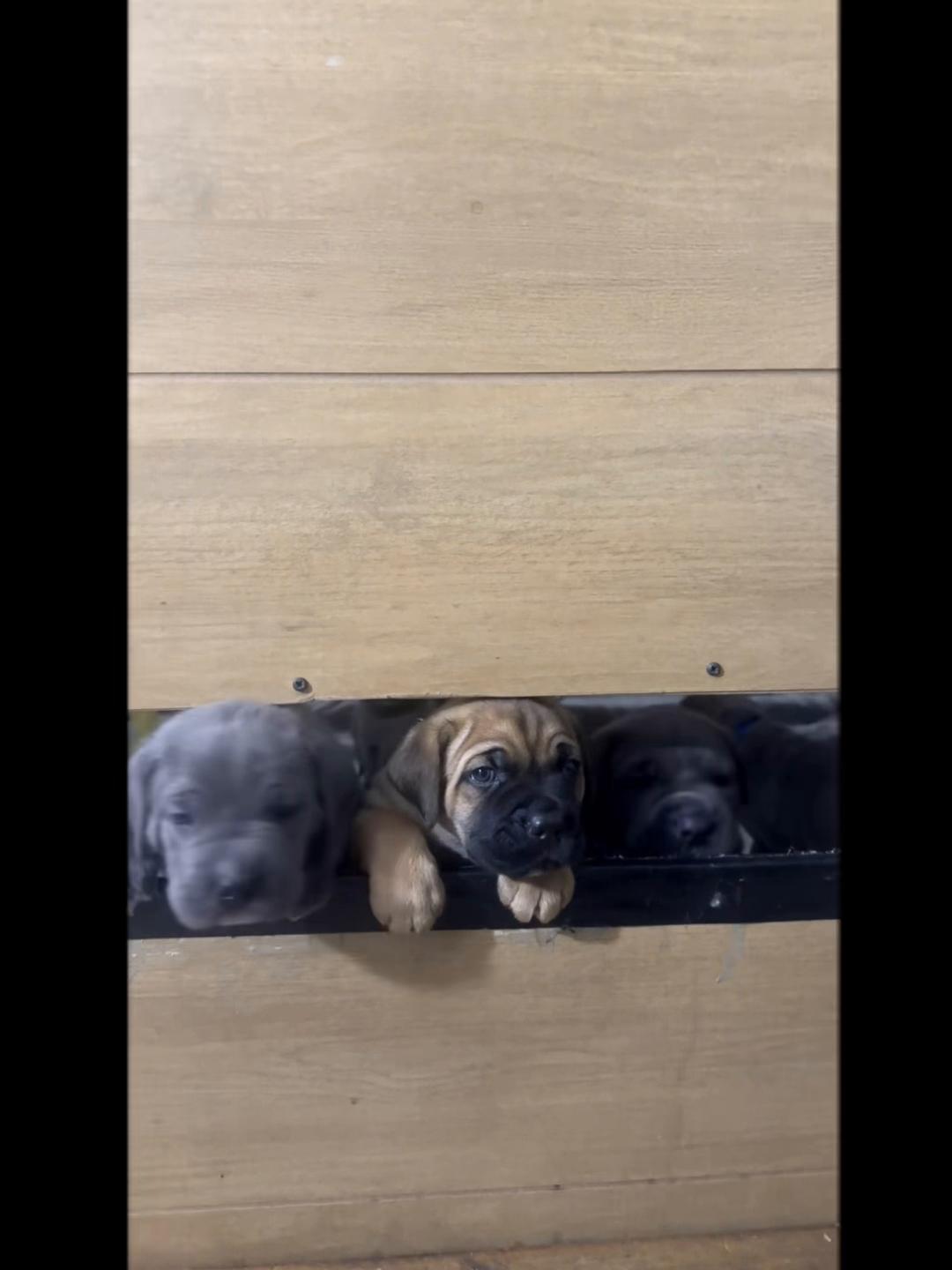 @AandMCaneCorsos