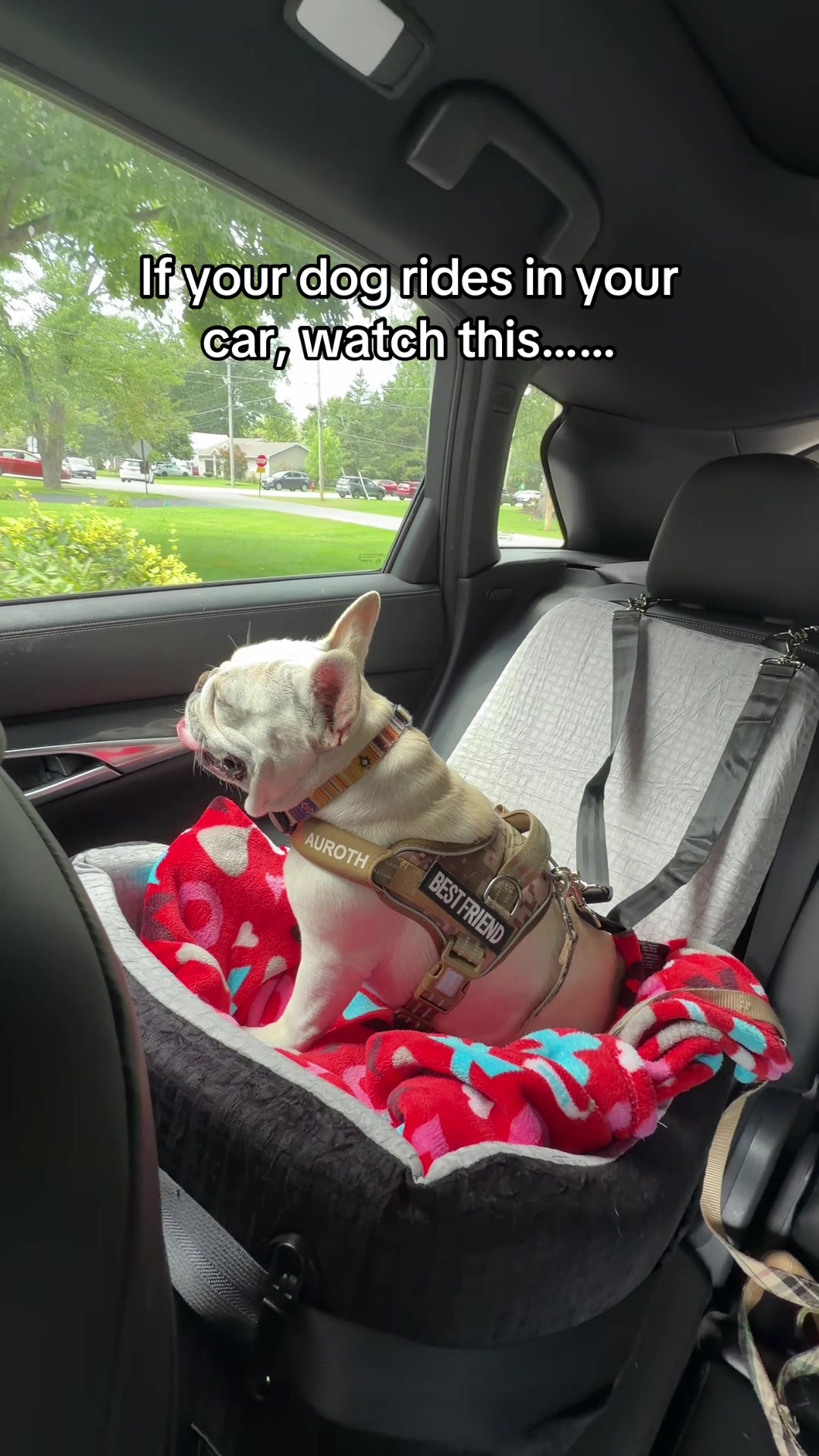 @Bagel the OG Frenchie