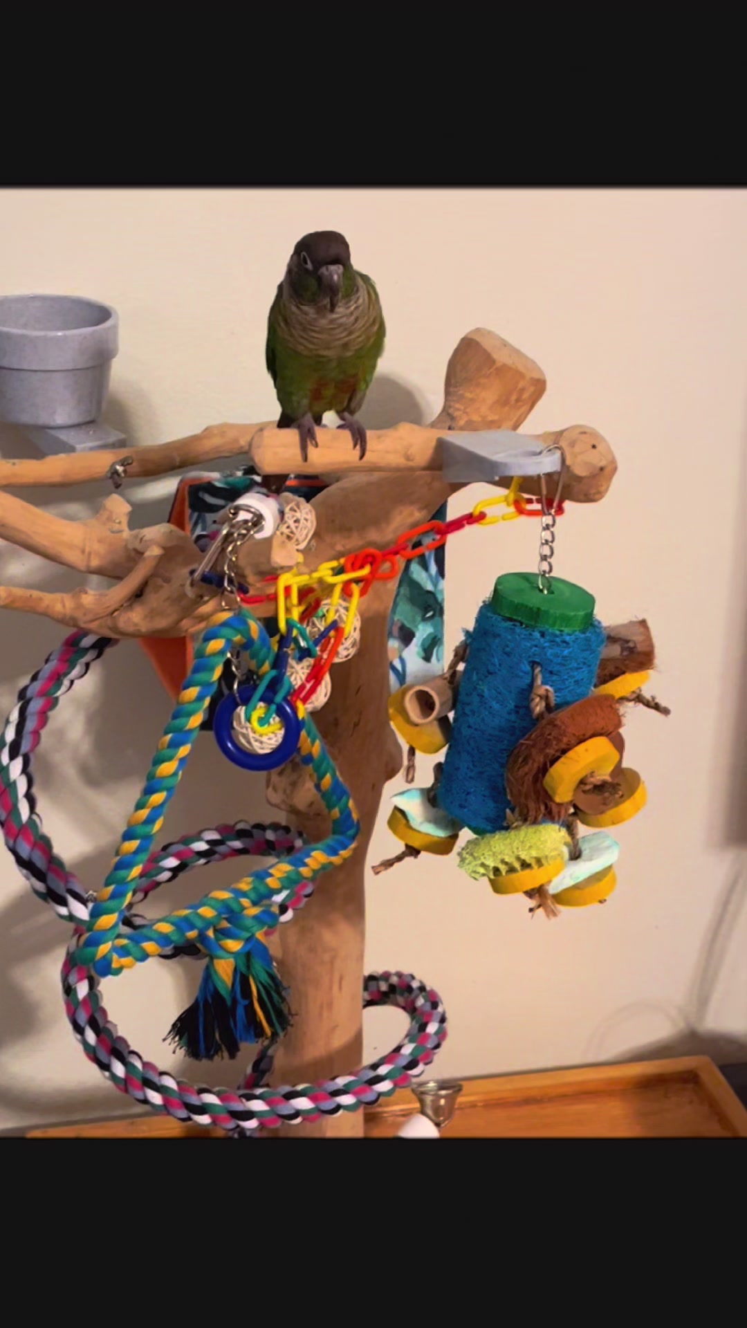 @Houdini 🦜🧚&zwj;♀️💕