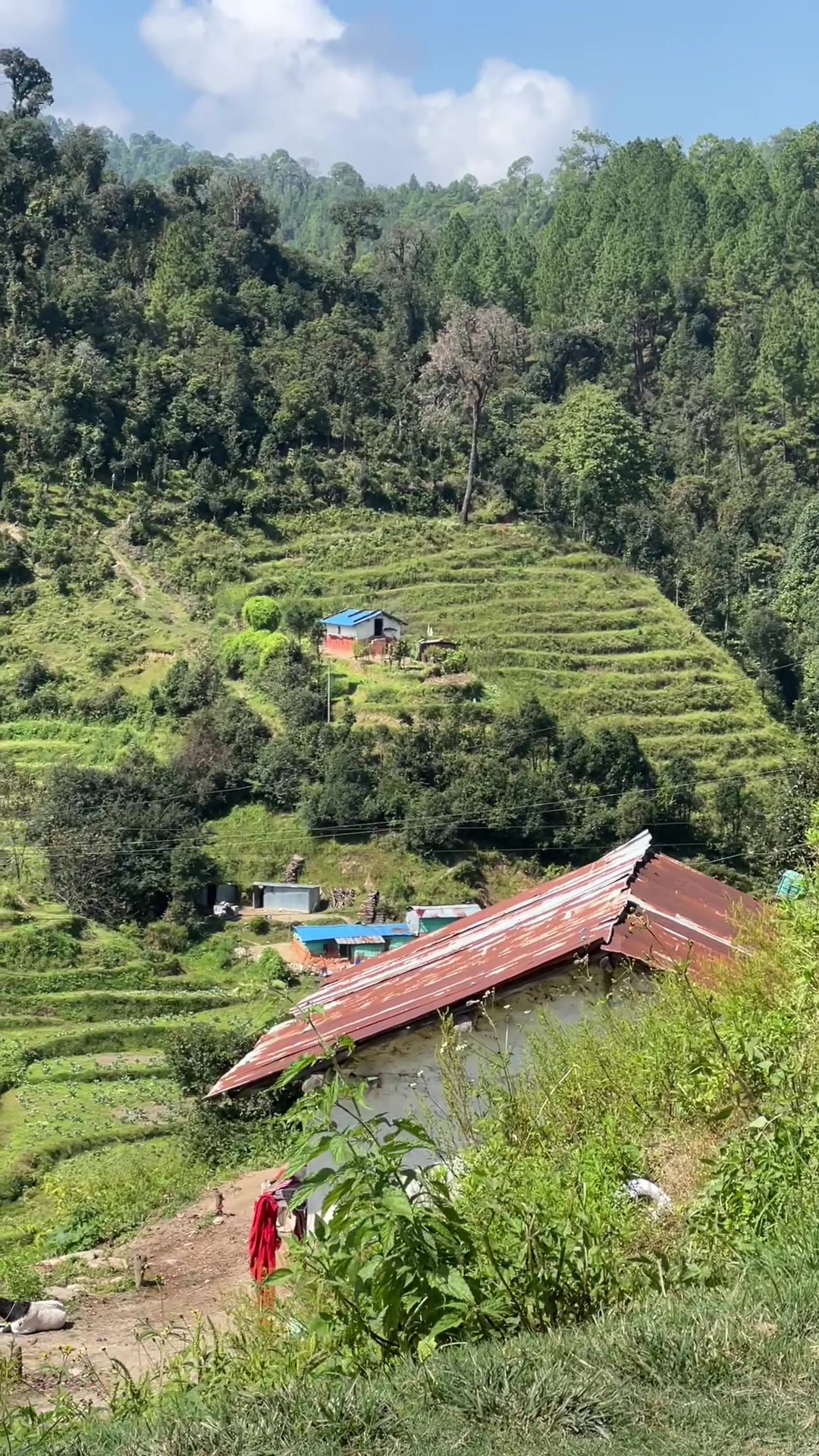 @थिँयाल 🌿