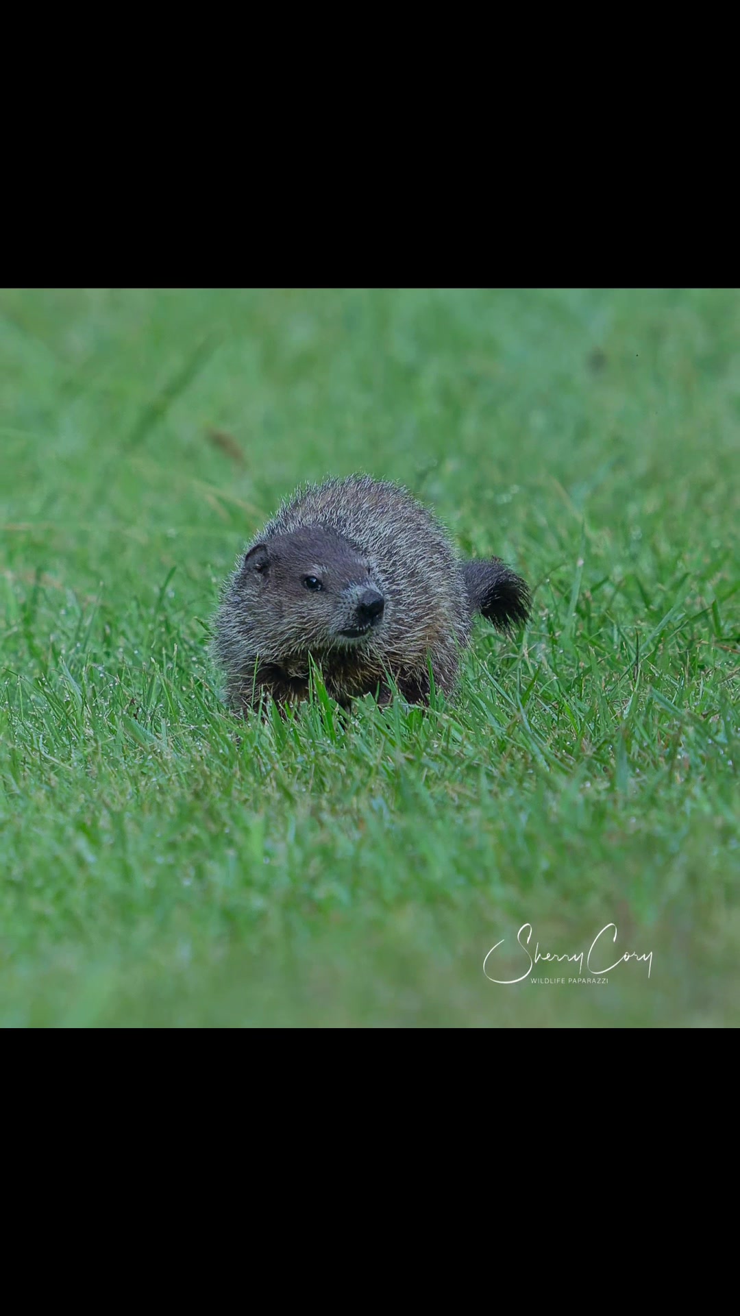 @❌Sherry “Wildlife Paparazzi”❌