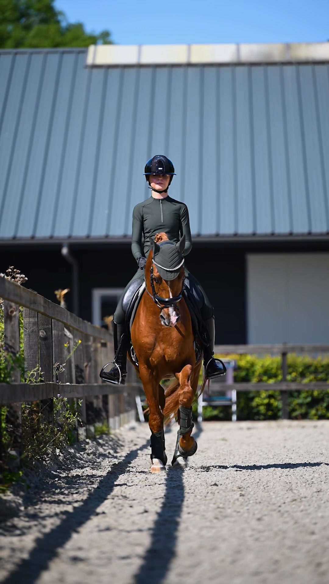 @Maximilian Equestrian