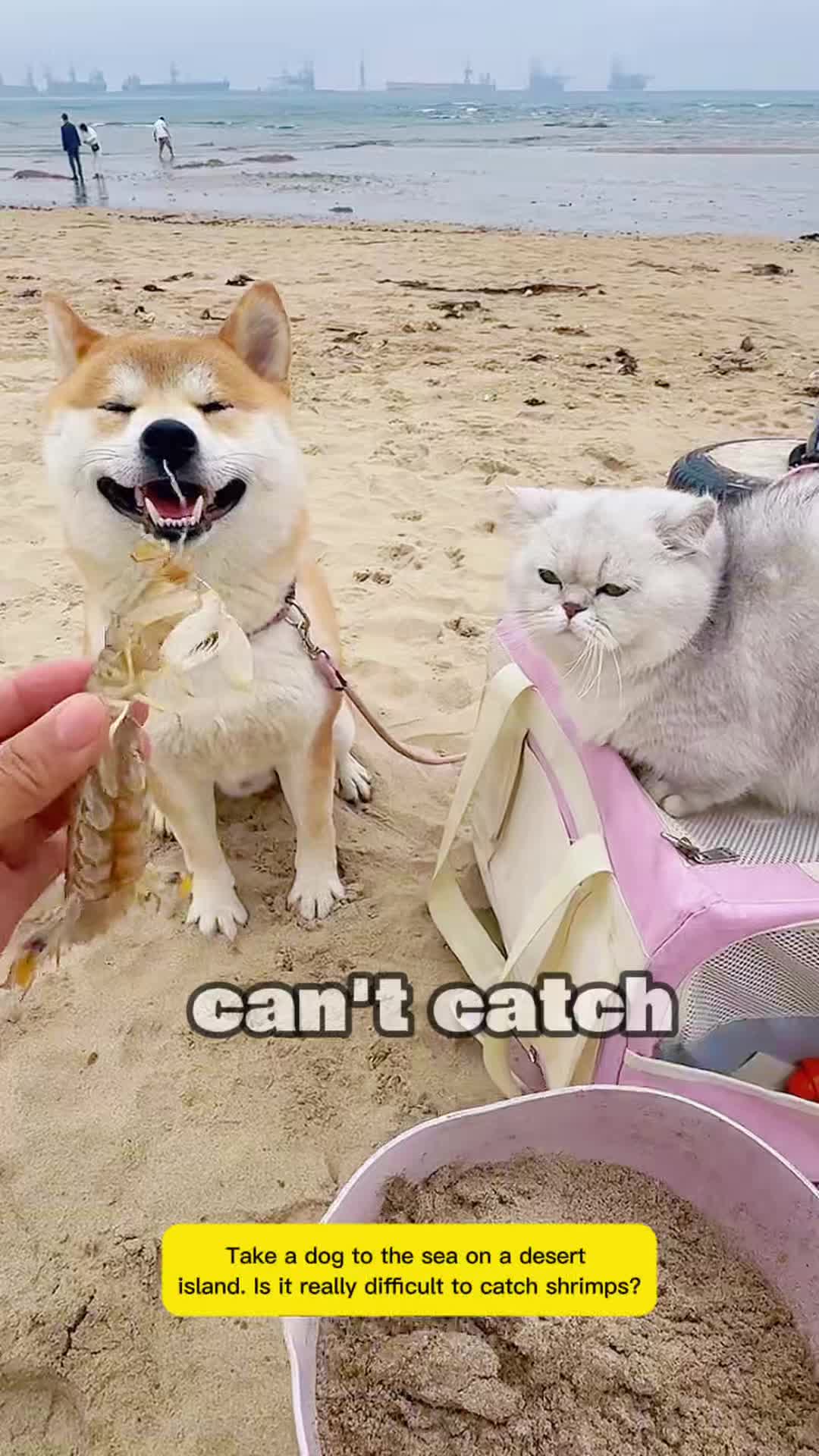 @seafood.vlog