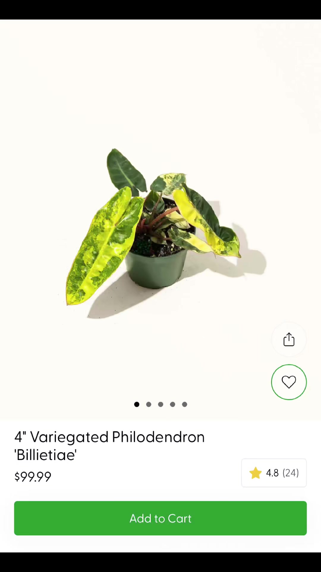 @Courtney &ldquo;DaPettyPlantDad&rdquo;