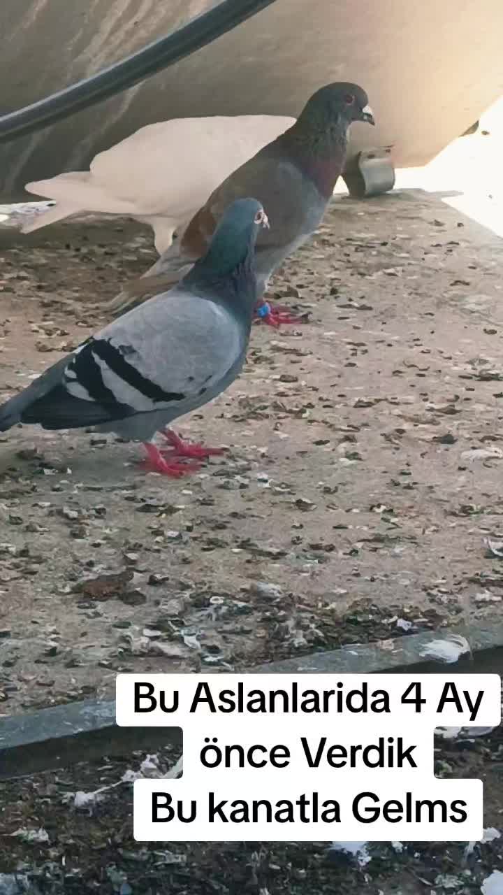 @Postacı_6380