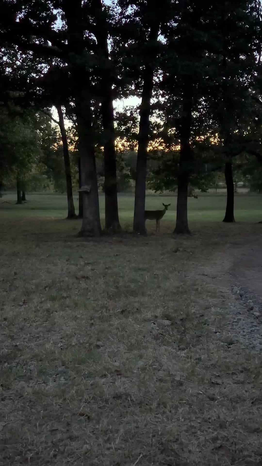 @Dogmansshadow