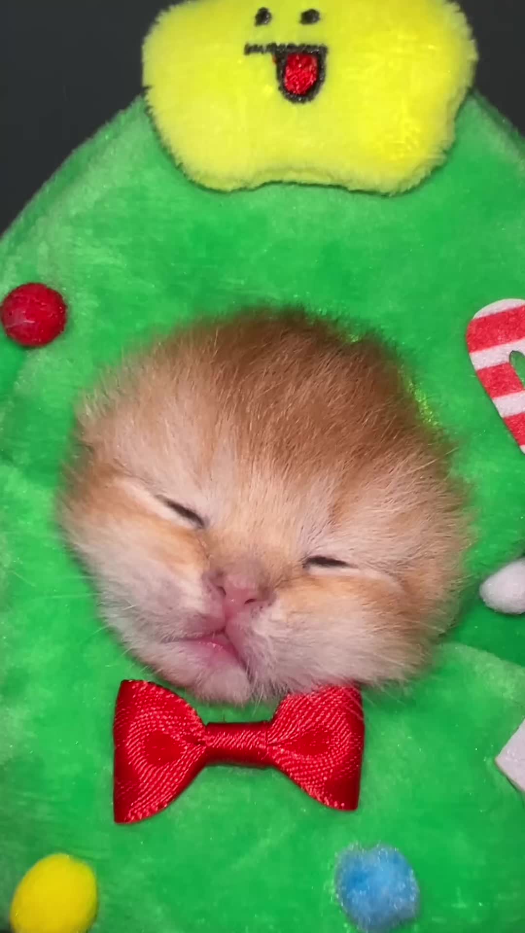 @Soothing Cats😻