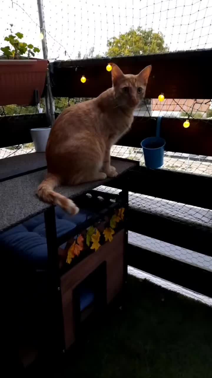 @😸 Alex 😸