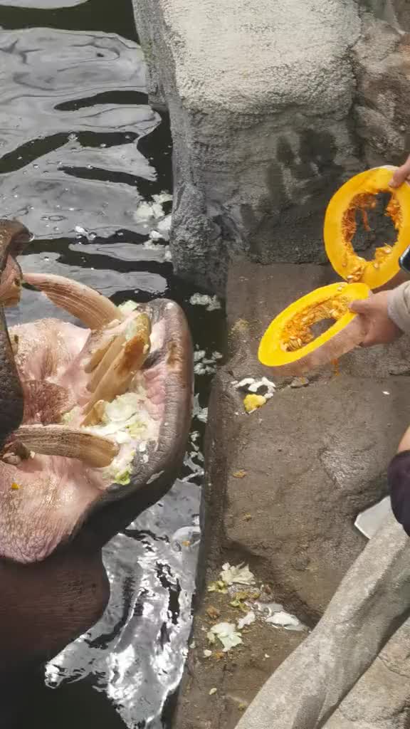 @晃晃悠悠