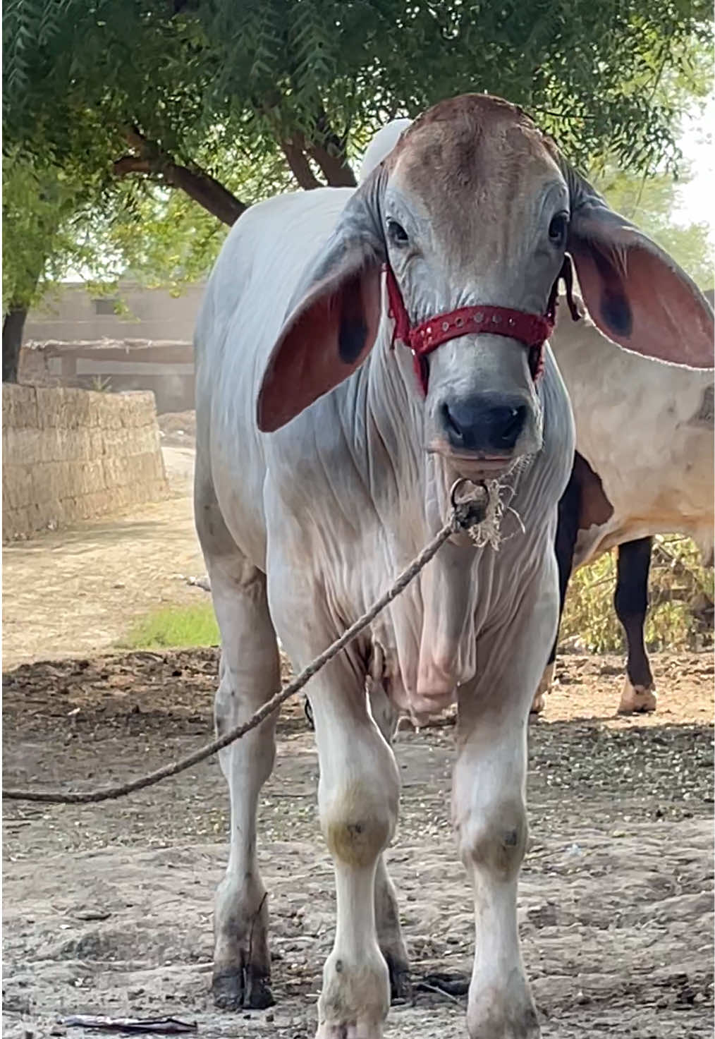@Ustad Jee Cattle Farm