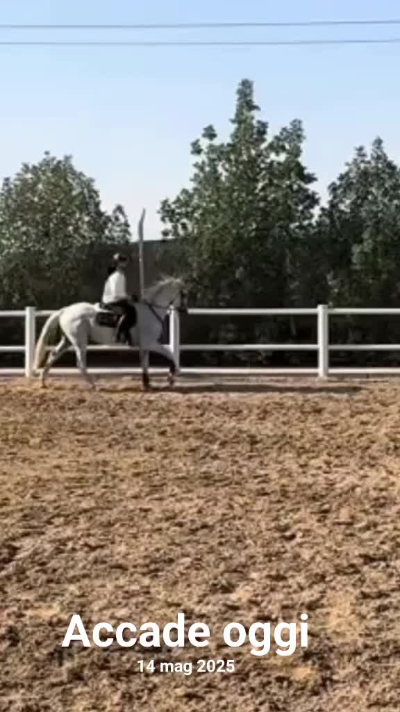 @Desy🐴